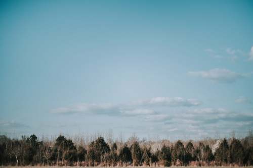 field green trees on the forest photography grassland
