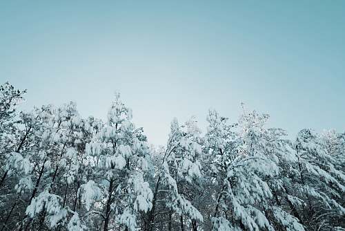 snow low angle photography of tree with snow frost