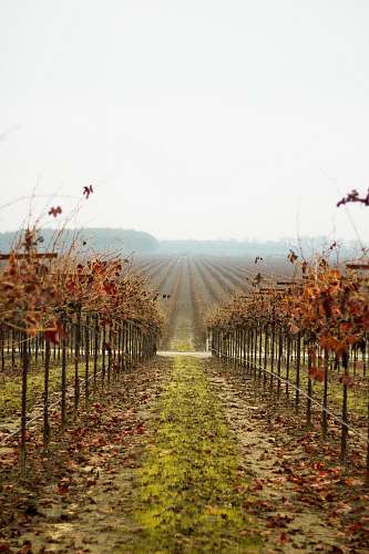 nature orange leafed trees during daytime countryside