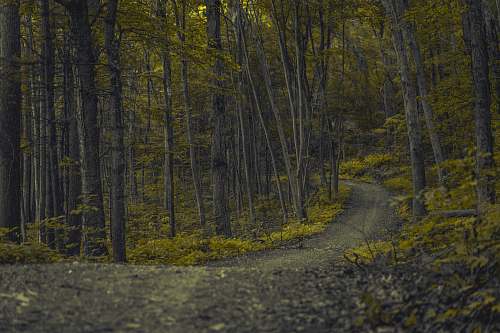 forest pathway surrounded with trees nature