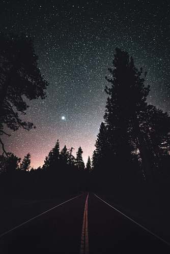 night pine trees silhouette during night time astronomy
