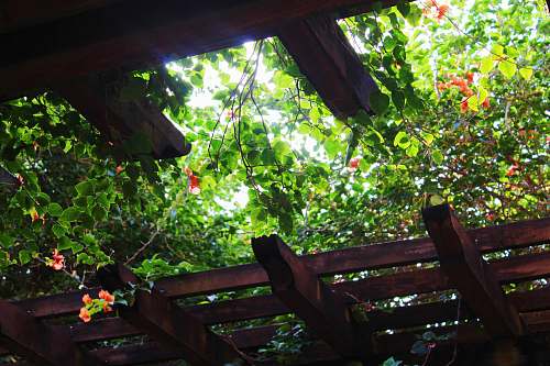 porch plants on pergola at daytime arbour