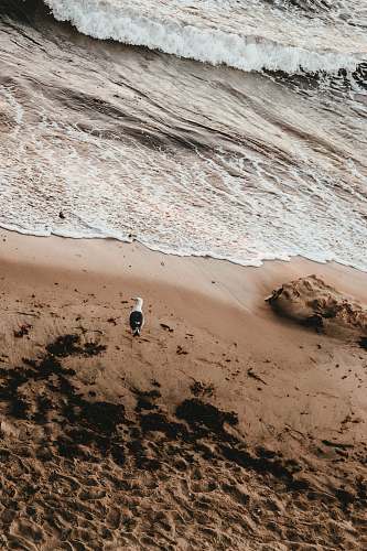 soil seagull standing on shore sand