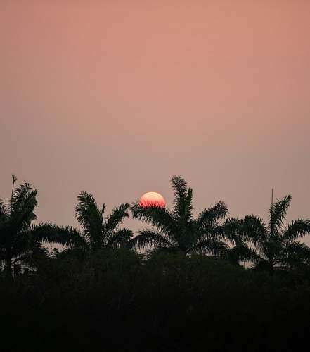 nature silhouette of trees during sunset dawn