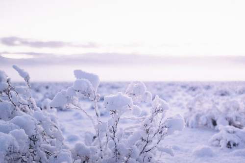 nature trees covered with snow snow