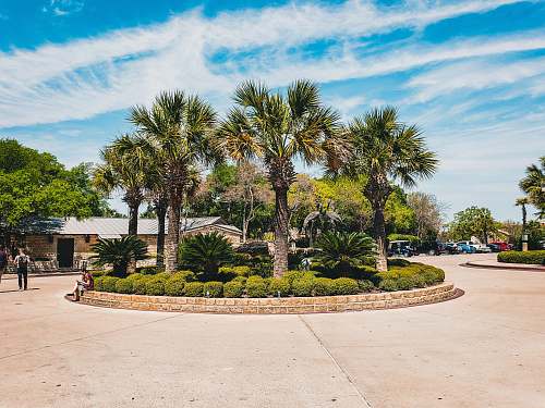 human view of palm tree on park person