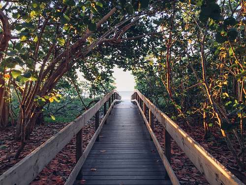 nature brown wooden dock surround with trees at daytime tree