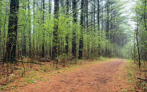 trail dirt road in the middle of the forest ground