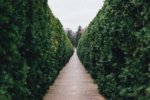 hedge grass maze pathway photo fence