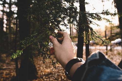 human shallow focus photography of person holding green leaves people
