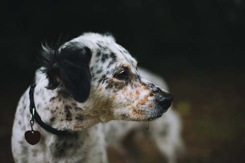dog shallow focus photography of white and black dog animal