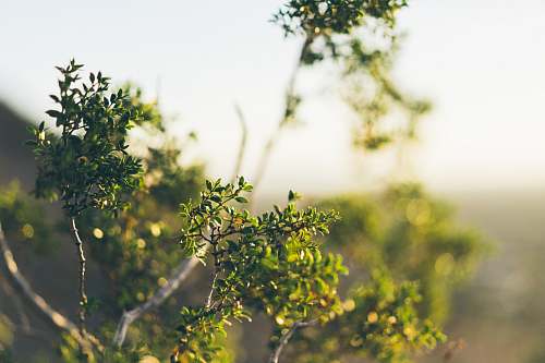 plant green-leafed tree selective focus tree