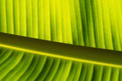 green  leaf