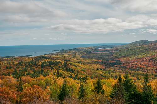 tree aerial view of forest under white clouds conifer
