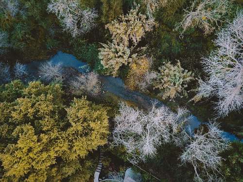 tree bird's eye view photo of river flow between tall trees during daytime flora