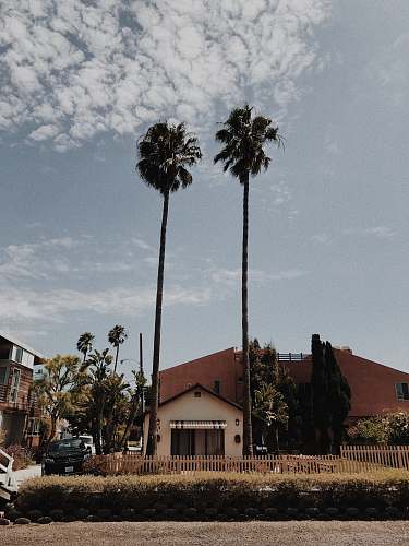 tree black vehicle parked beside house near green palm trees during daytime arecaceae