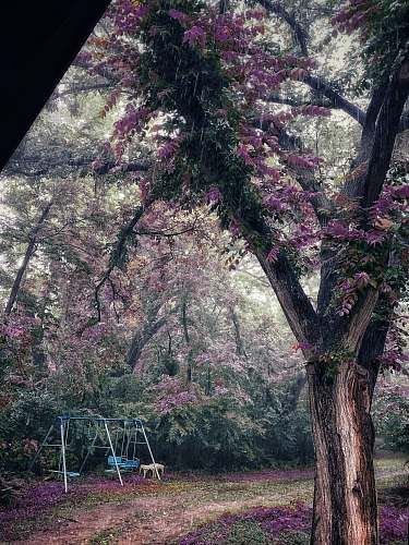 blossom blue metal swing near trees flower