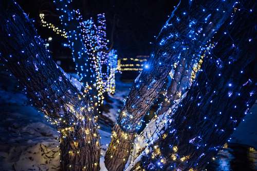 tree blue string lights on tree during night time lighting
