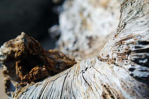 wood brown and white wood log tree