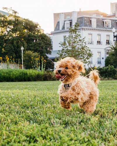 grass brown dog walking on grass animal