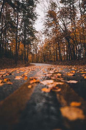 leaf brown dry leaves at road during daytime ground