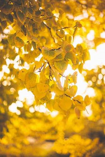 sunlight brown-leafed trees leaf