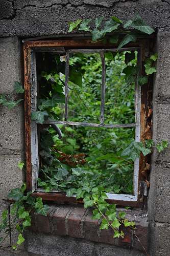 ivy brown wooden window framed with vines cranbrook private school