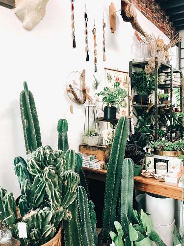 cactus cacti beside white wall 464 n arsenal ave
