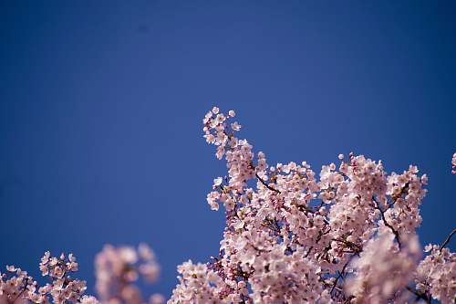 blossom cherry blossoms flower