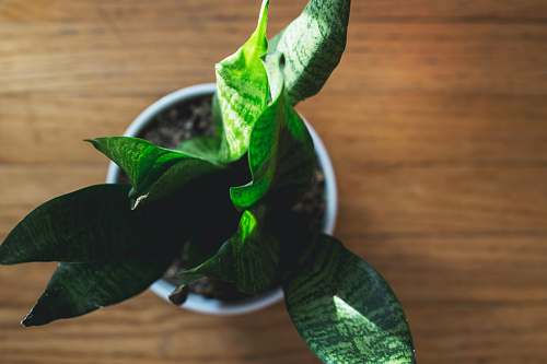 leaf close-up of snake plant grand rapids