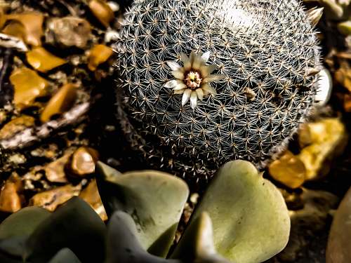 cactus close-up photography of green cactus 344 union hill rd