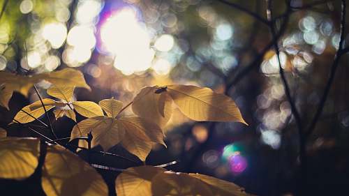 flare close-up photography of yellow leaf leaf