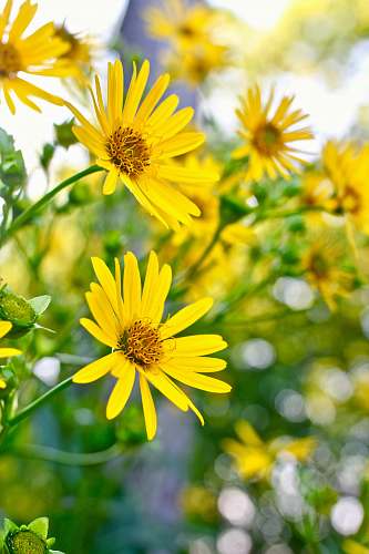flower closeup photo of yellow petaled flowers aster