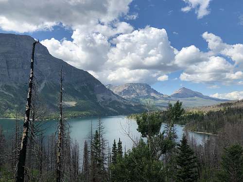 tree field of body of water near mountain abies