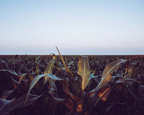 horizon field of leaf plants under white clouds at daytime ogallala
