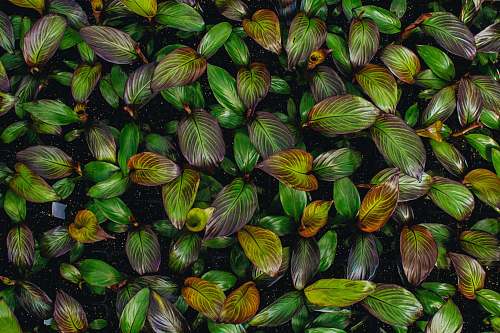 green flat lay photography of green leaf plant bridgeton