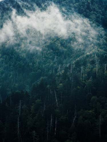 nature fog on mountain tree