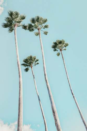 arecaceae four green-leafed trees palm tree