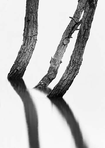 black-and-white grayscale photo of three tree stumps tree