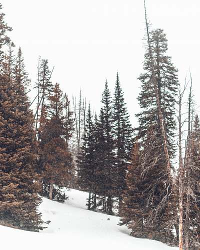 tree green and brown leaf trees under white cloudy sky during daytime photo flora