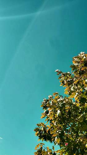 leaf green and brown tree under blue sky during daytime tree