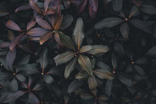 grey green and purple plants great smoky mountains national park