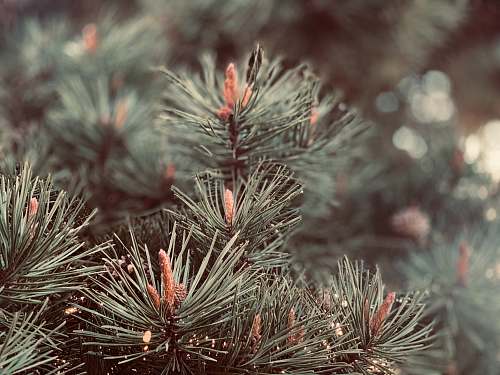 tree green and red plant in close up photography conifer
