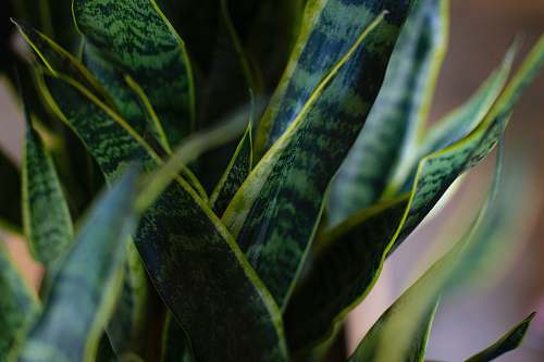 aloe green and yellow snake plant leaf