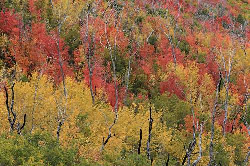 birch green, brown, and orange leafed trees flora