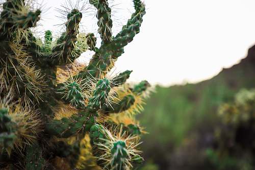cactus green cactus tucson