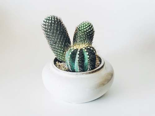 cactus green cactus in white ceramic pot fort myers