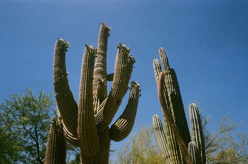 cactus green cactus plants during daytime phoenix
