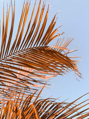 summer green leaf plant during daytime miami