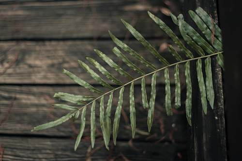 flora green leaf plant tree
